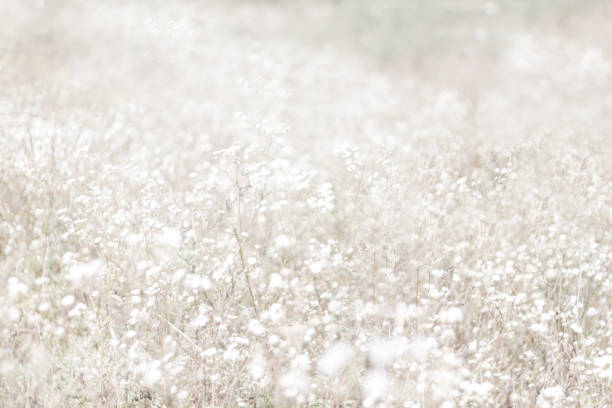 やり場のないぼかし花背景 - chamomile flower field chamomile plant ストックフォトと画像