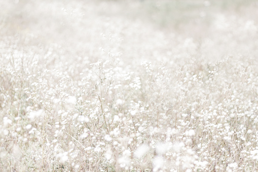 Unfocused blur flower background. Floral  backdrope. Field of chamomile. Muted tones