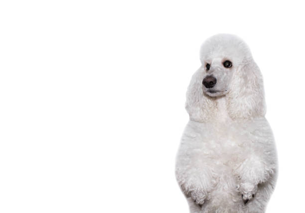 istock dog white poodle portrait on isolated white background 1020197150