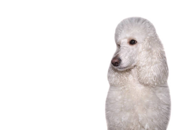 istock dog white poodle portrait on isolated white background 1020197152