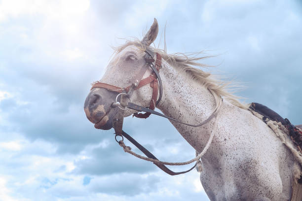 istock White Horse Headshot on the sunshine 1020197814