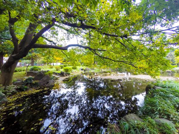 istock JAPANESE GARDEN WITH LAKE 1020197938