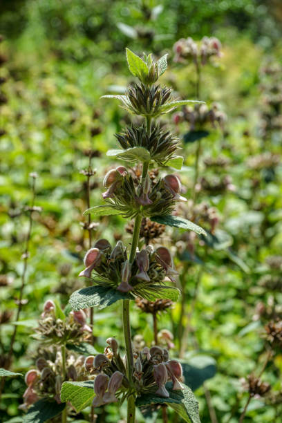 istock Big flower of phlomis samia, known as jerusalem sage 1020200814
