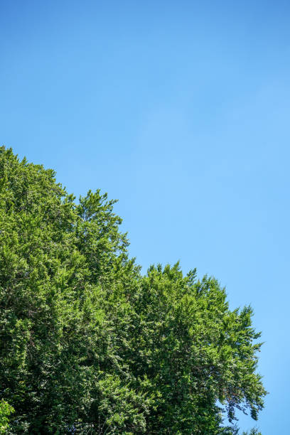 istock big tree with green leaves and clear blue sky 1020202876