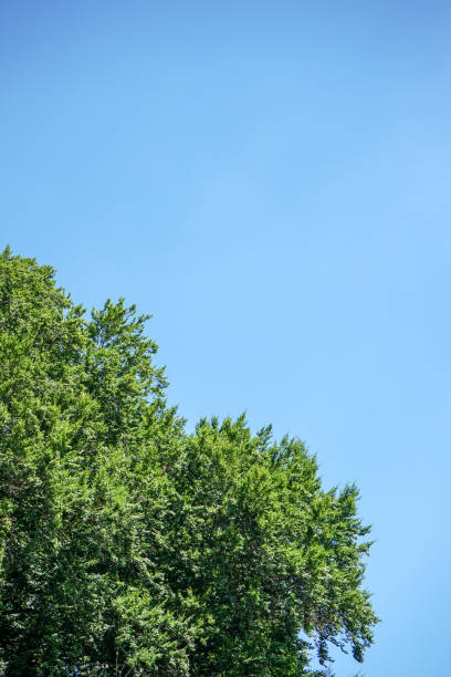 istock big tree with green leaves and clear blue sky 1020202896