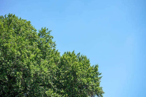 istock big tree with green leaves and clear blue sky 1020202914