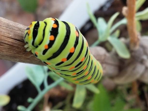 istock Black swallow tail caterpillar in a branch. 1020203224