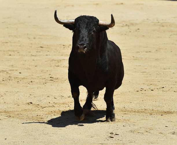istock Traditional bull in spain 1020203882