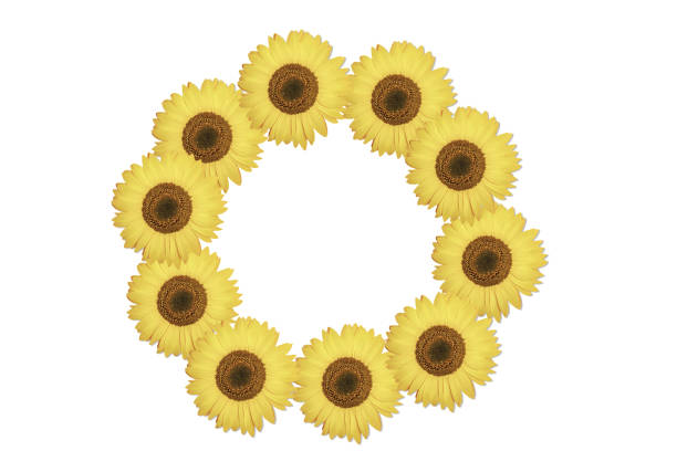istock Beautiful sunflower on white background. 1020211396