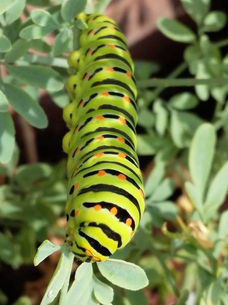 istock Black swallow tail caterpillar in a branch. 1020212292