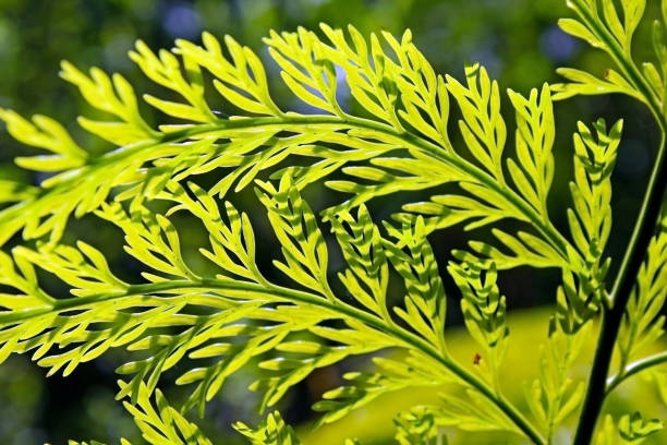 istock Leaf of Rabbit Foot Fern 1020217046