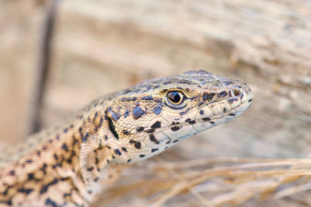 istock Podarcis hispanica close-up 1020217438