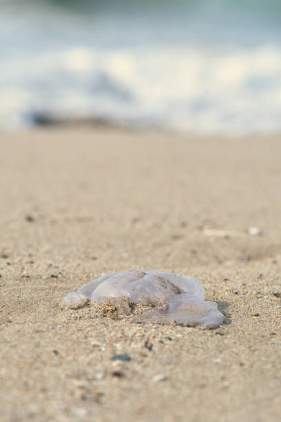 istock Dead jellyfish on the beach - Barcelona 1020217464