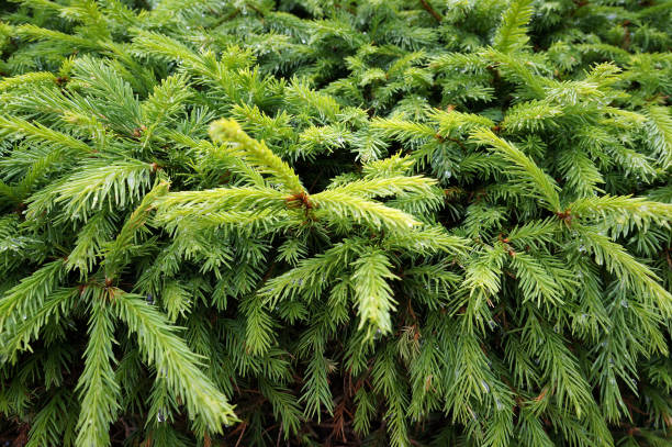 istock Green young needles of fir tree. 1020219506