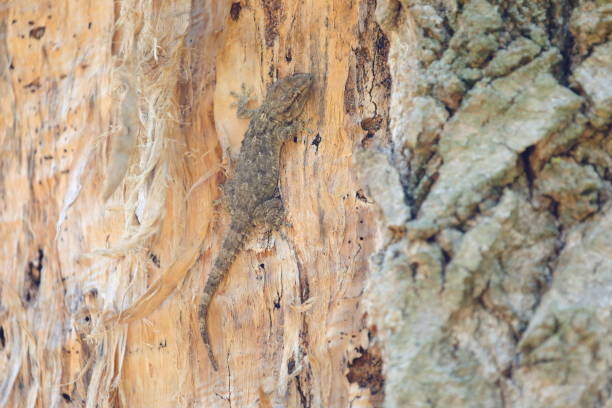 Tarentola mauritanica in close range, on a  tree trunk with dark colors in skin