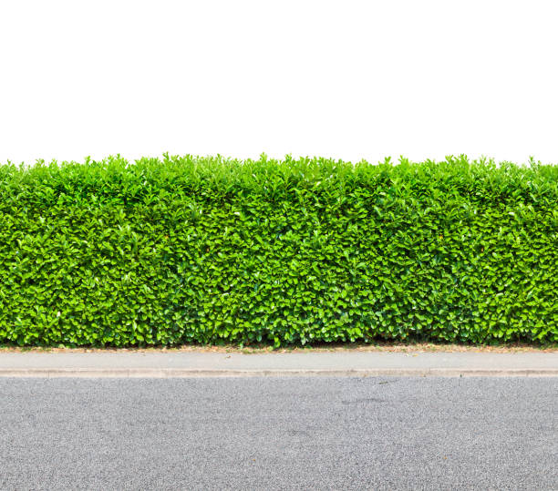 istock Tall  hedge with gravel road isolated on white 1020221602