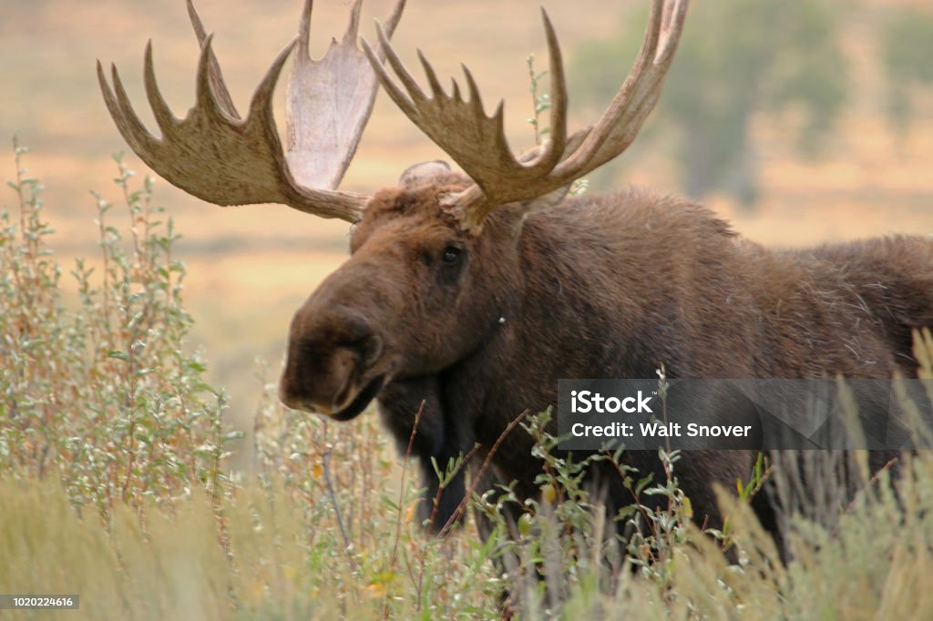 Orignal, Parc National du Grand Tetons, Wyoming - Photo de Élan libre de droits