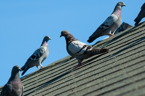A small flock of grey pigeons sit on the grey roof of a house on a sunny afternoon