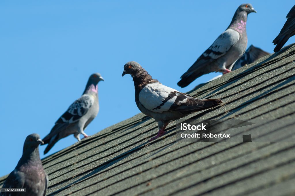 Small flock of grey pigeons sit on roof on a sunny afternoon A small flock of grey pigeons sit on the grey roof of a house on a sunny afternoon Pigeon Stock Photo