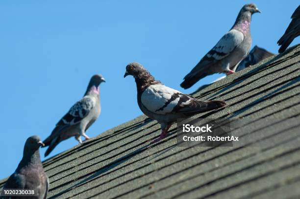 Small Flock Of Grey Pigeons Sit On Roof On A Sunny Afternoon Stock Photo - Download Image Now