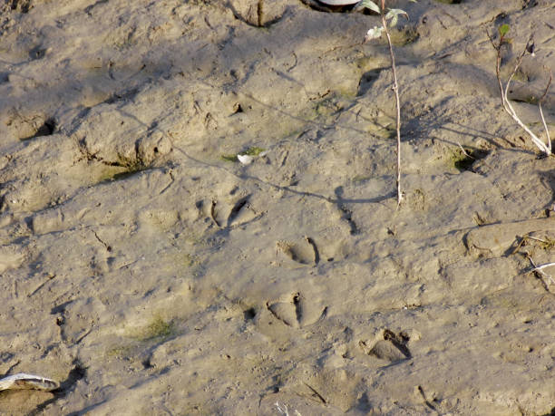 istock Birds footprints in the mud on the river bank 1020230332