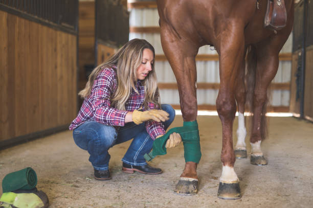 istock Woman wrapping her horse's legs 1020236180