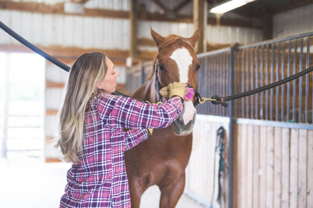 istock Woman brushing her horse in the barn 1020236182