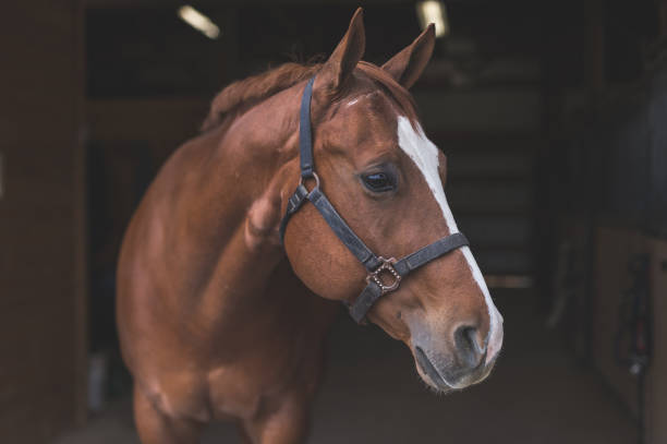 Portrait of a horse A magnificent horse stands in the barn, patiently waiting to go out. He is wearing a halter and looking to the right side of frame. corral photos stock pictures, royalty-free photos & images