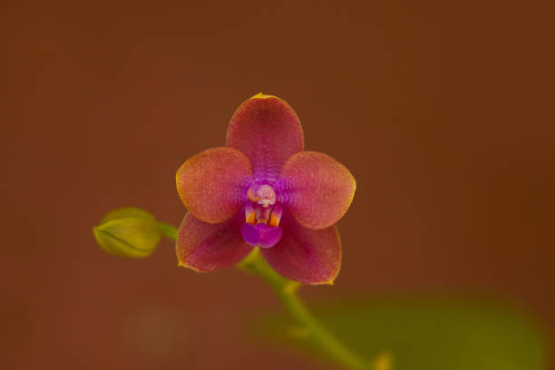 Beautiful rare orchid in a pot on a blurred background