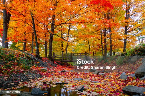 istock Beautiful fall foliage in the northeast USA 1020250788