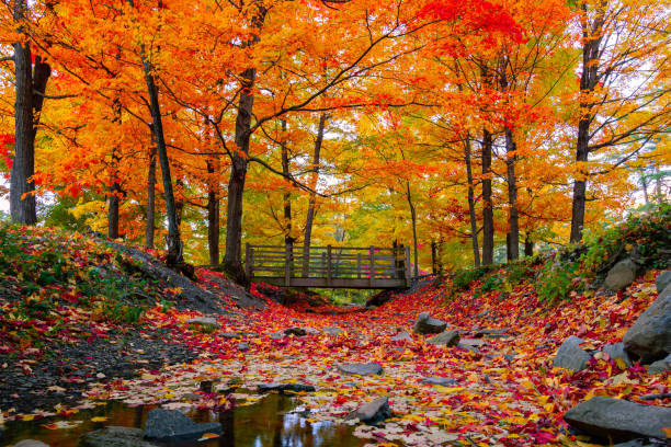 piękne liście upadku w północno-wschodniej części usa - tree autumn multi colored season zdjęcia i obrazy z banku zdjęć