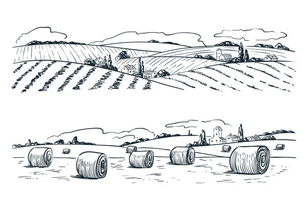 ilustraciones, imágenes clip art, dibujos animados e iconos de stock de paisaje de campos de cultivo, bosquejo del vector ilustración. agricultura y recolección de fondo vintage. vista de carácter rural - field landscape