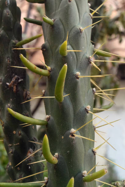 istock Spain. Malaga. Photo of cactus 1020256032