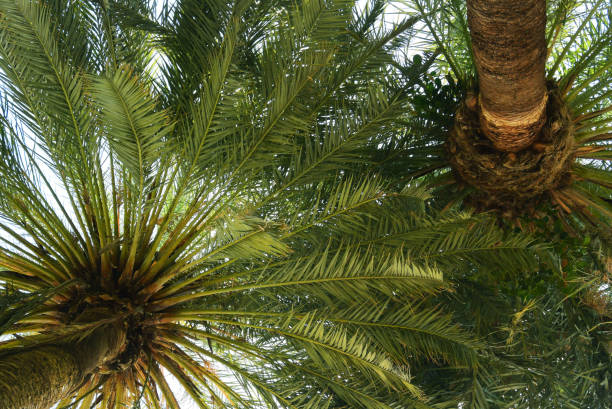 istock Spain. Malaga. Photo background with palm trees 1020258170