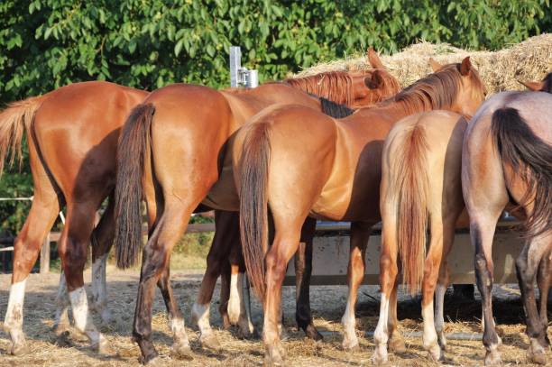 istock Horses eating hay 1020263060