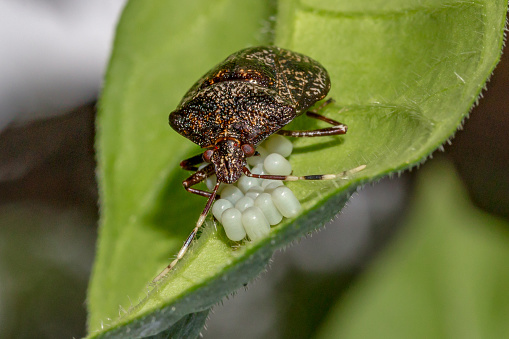 Percevejo ou Maria Fedida / Brown Marmorated Stink Bug / Halyomorpha halys (Stal)
