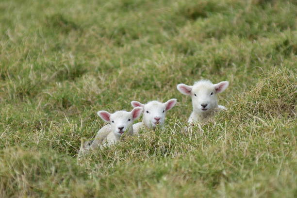 Three lambs in grass stock photo