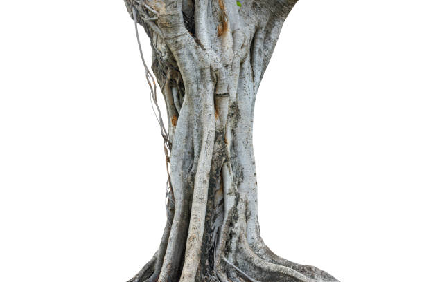 Roots of a tree and trunk isolated on white background. This has clipping path.