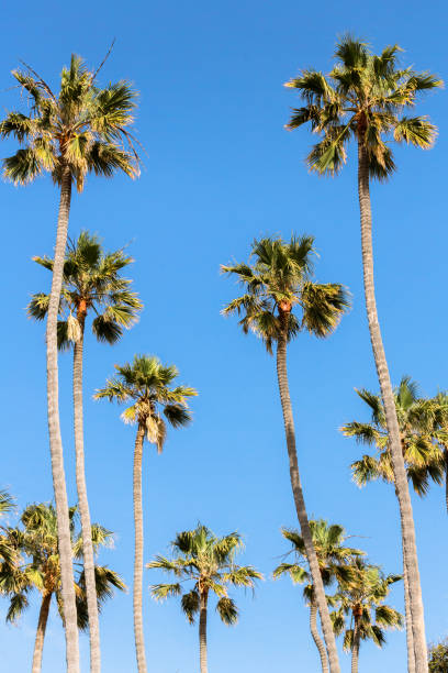 istock Los Angeles Palm Trees 1020297498