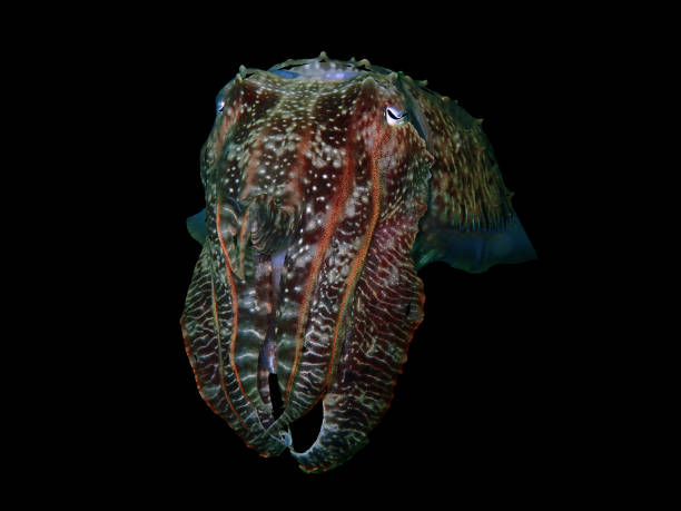 istock Cuttlefish have a large head with a bone-like structure, small tentacles and contain copious amounts of black ink that is harvested for use in pasta and risotto. 1020299778