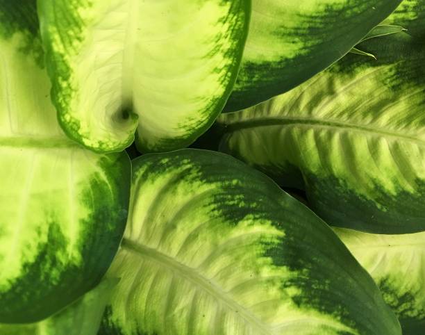 istock Hawaiian plants, flowers and leaves 1020302362