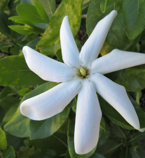 istock Hawaiian plants, flowers and leaves 1020302518