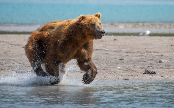 Bear and Salmon Bear and Salmon brown bear catching salmon stock pictures, royalty-free photos & images