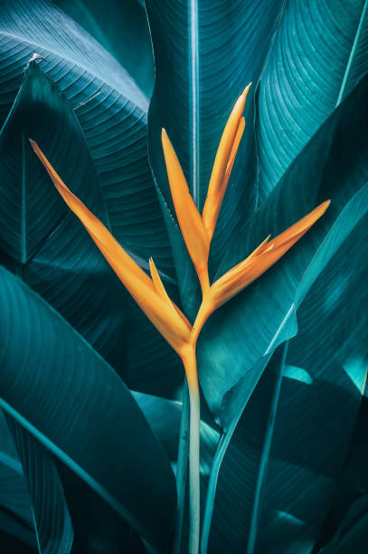 istock tropical flower blooming in nature background 1020307632