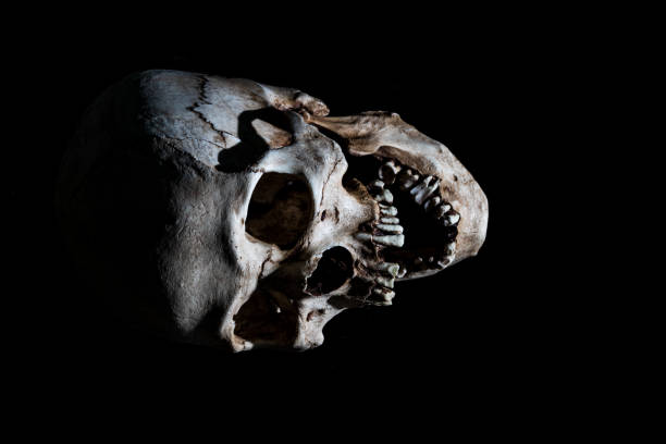 istock Human skeleton skull head isolated on black 1020314882
