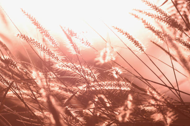 istock pastel grass flowers in the savanna field 1020335154