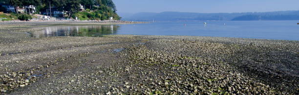 field of oyster shells exposed by low tide near ladysmith, british columbia - pacific oyster imagens e fotografias de stock