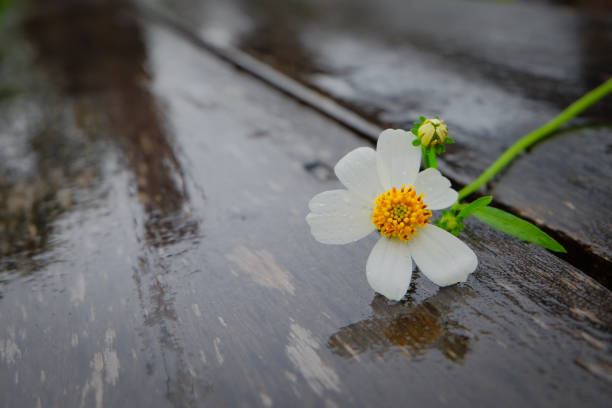 Flowers on a wet wooden board