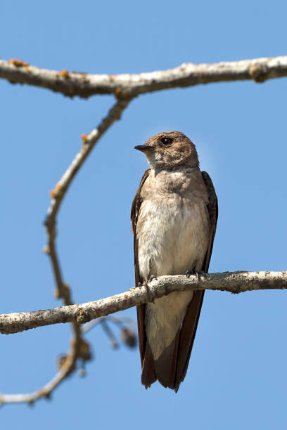 istock Cute little northern rough winged swallow. 1020350200