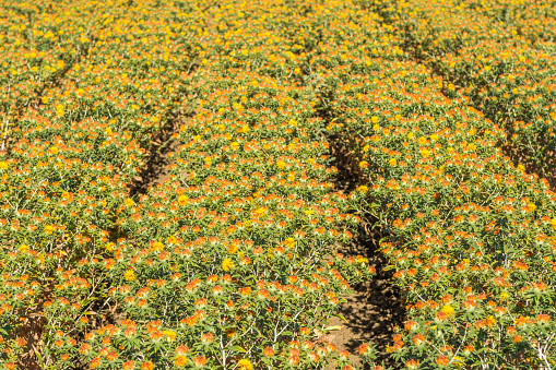 Background of blooming and overgrowing field of orange-yellow flowers in sunlight